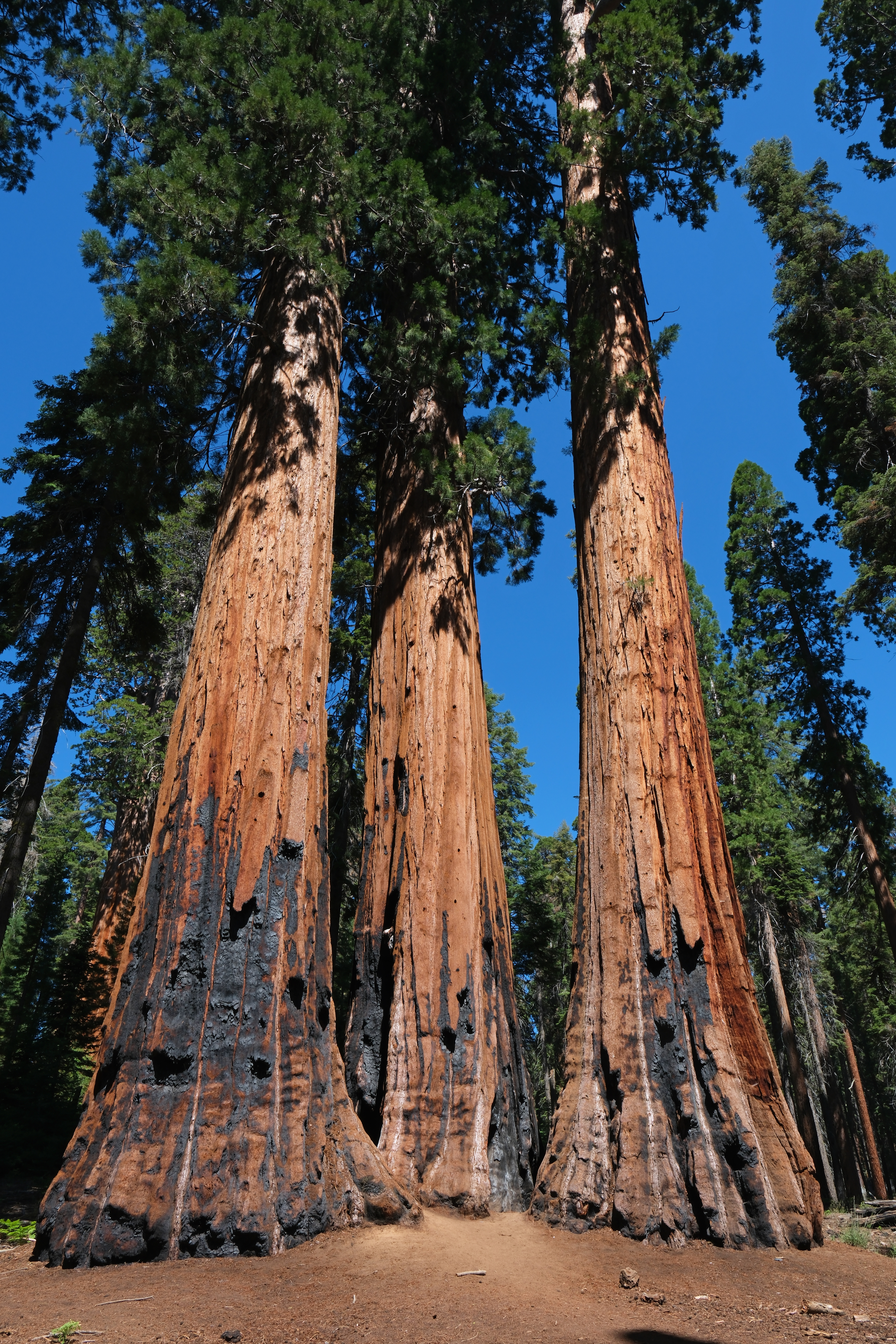 thumbnail image 2 of Sequoia National Park Is Celebrating 135 Years This Month – Daily Breeze 2 of 9